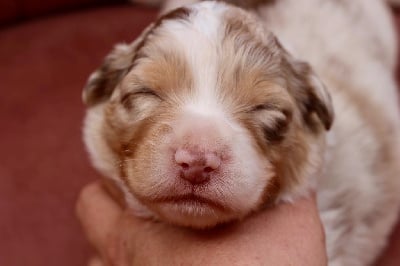 Les chiots de Berger Australien