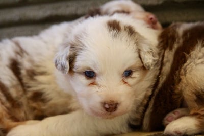 Les chiots de Berger Australien