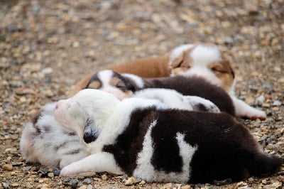 Les chiots de Berger Australien