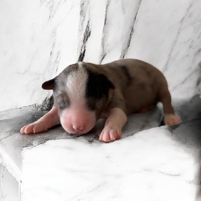 Les chiots de Berger Américain Miniature