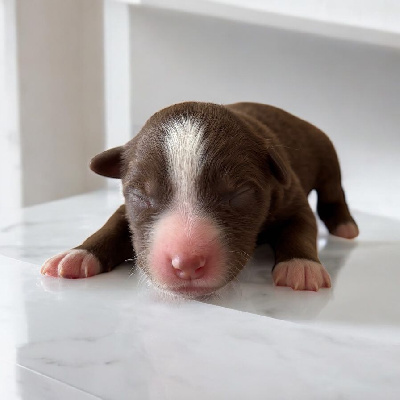 Les chiots de Berger Américain Miniature