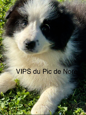 VIPS DU PIC DE NORE - Border Collie