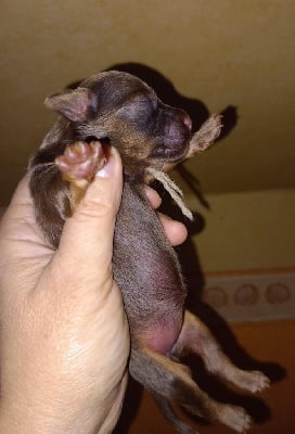 Les chiots de Russkiy Toy (Petit Chien Russe)