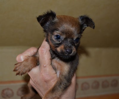 Les chiots de Russkiy Toy (Petit Chien Russe)