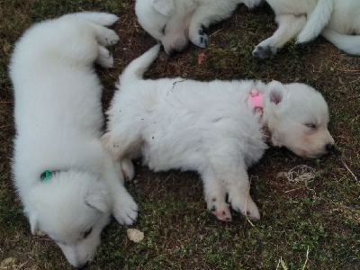 VOLFY - Berger Blanc Suisse