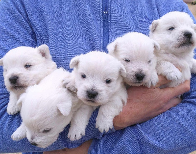 Les chiots de West Highland White Terrier