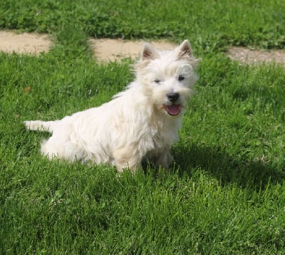 Les chiots de West Highland White Terrier