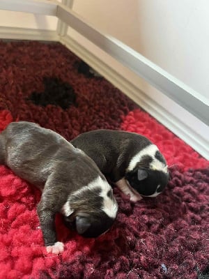 Les chiots de Boston Terrier