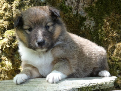 CHIOT 1 - Shetland Sheepdog
