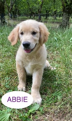 Les chiots de Golden Retriever