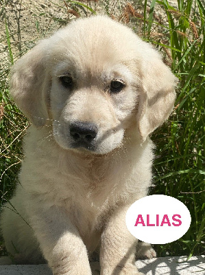 Les chiots de Golden Retriever