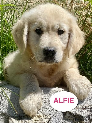 Les chiots de Golden Retriever