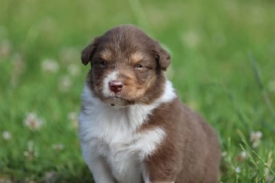 Les chiots de Berger Australien