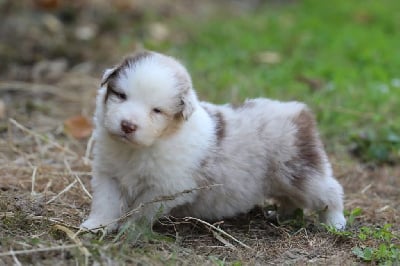 Les chiots de Berger Australien