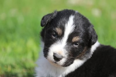 Les chiots de Berger Australien