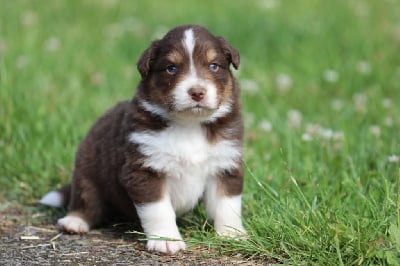 Les chiots de Berger Australien