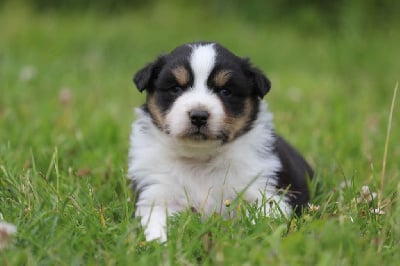 Les chiots de Berger Australien