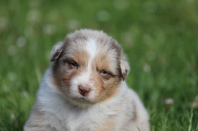 Les chiots de Berger Australien