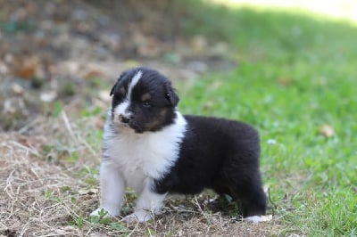 Les chiots de Berger Australien