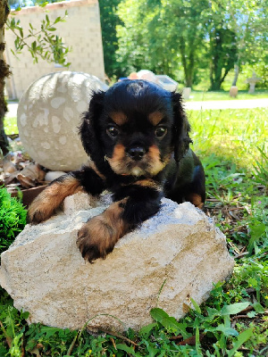 Les chiots de Cavalier King Charles Spaniel