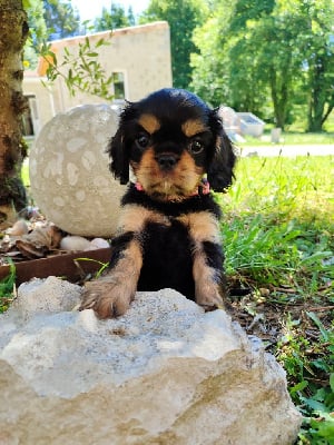 Les chiots de Cavalier King Charles Spaniel