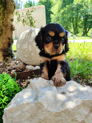 Les chiots de Cavalier King Charles Spaniel