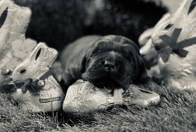 Les chiots de Labrador Retriever