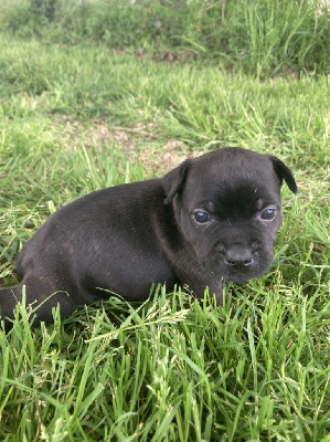 Les chiots de Staffordshire Bull Terrier