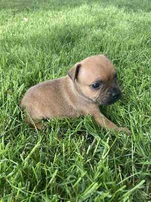 Les chiots de Staffordshire Bull Terrier