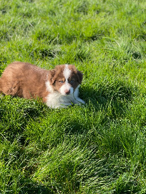 Les chiots de Berger Australien