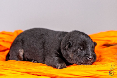 Eurasier