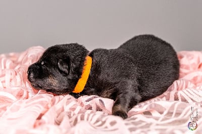 Les chiots de Eurasier