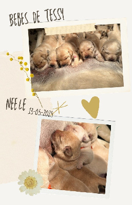 Les chiots de Labrador Retriever