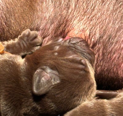 CHIOT 10 - Labrador Retriever
