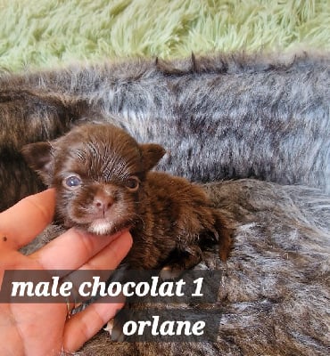 male chocolat - Chihuahua