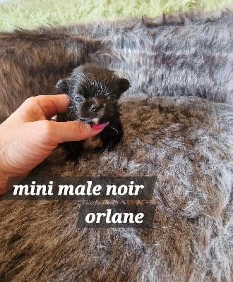 mini male noir - Chihuahua