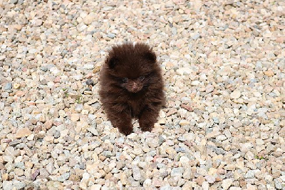 Les chiots de Spitz allemand