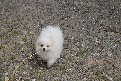 Spitz allemand