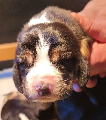Les chiots de Basset Hound