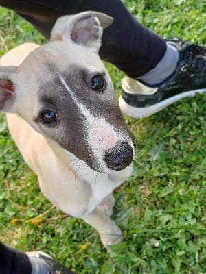Les chiots de Whippet