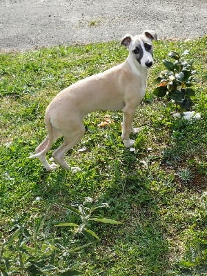 Les chiots de Whippet