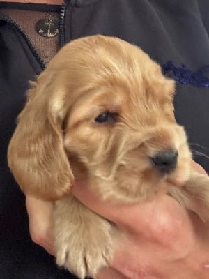 Les chiots de Cocker Spaniel Anglais