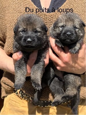 Les chiots de Berger Allemand