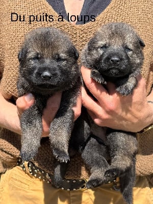 Les chiots de Berger Allemand