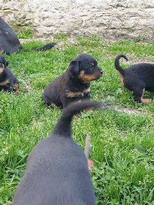 Les chiots de Rottweiler