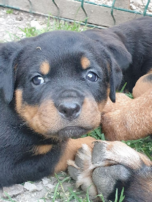 Les chiots de Rottweiler