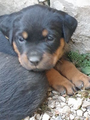 Les chiots de Rottweiler