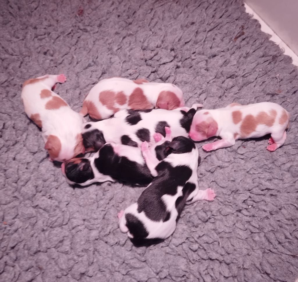 CHIOT 4 - Cavalier King Charles Spaniel