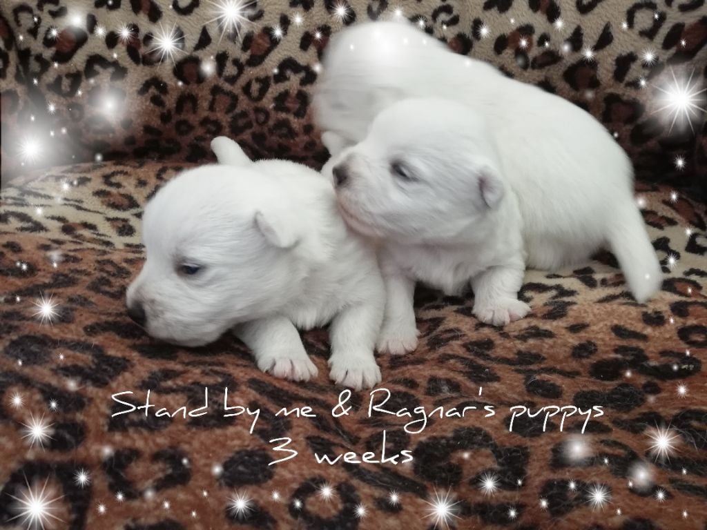 CHIOT 3 - West Highland White Terrier