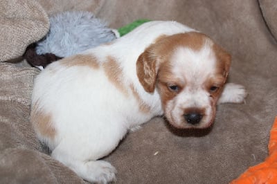 Les chiots de Epagneul Breton